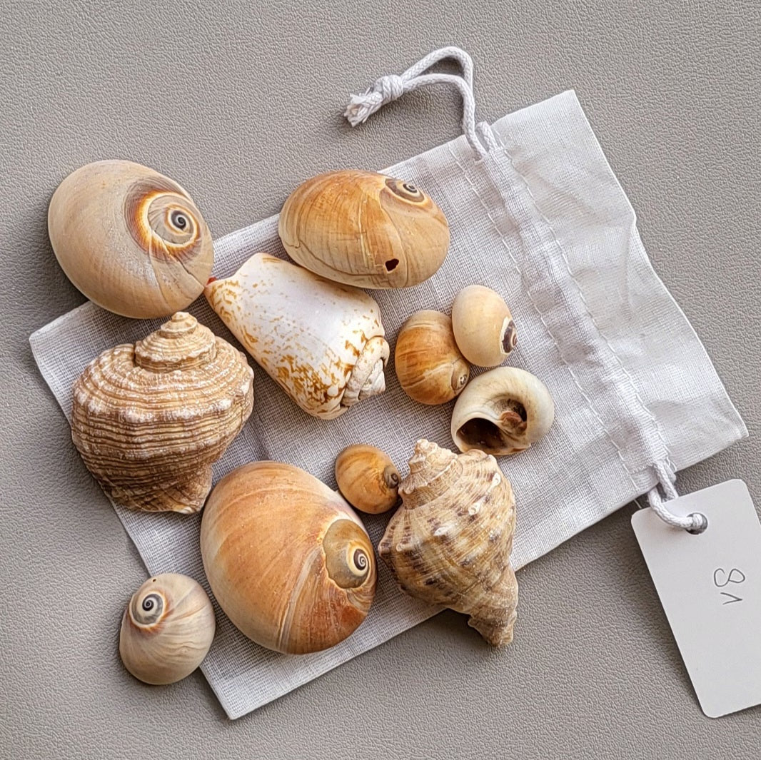 Deko Muscheln im Organdy Säckchen
